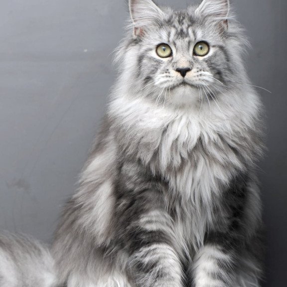 Maine Coon AP Linda