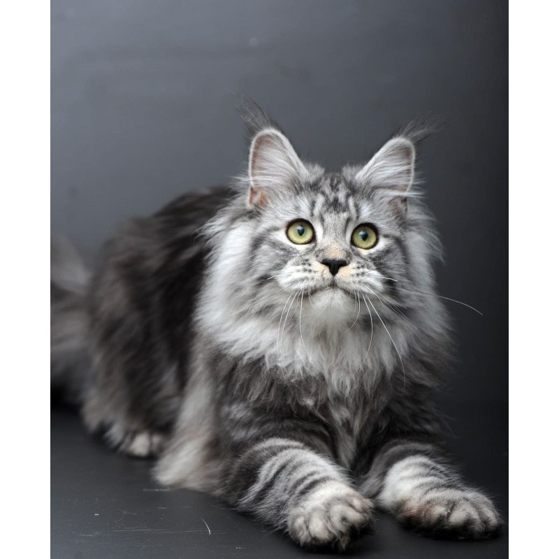 Maine Coon AP Linda