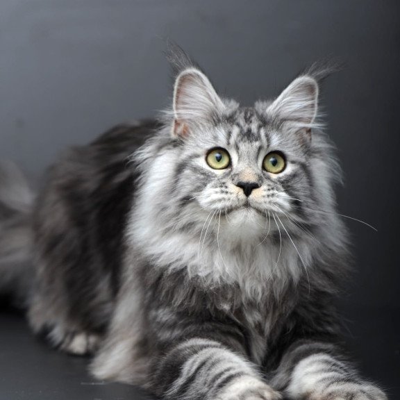 Maine Coon AP Linda