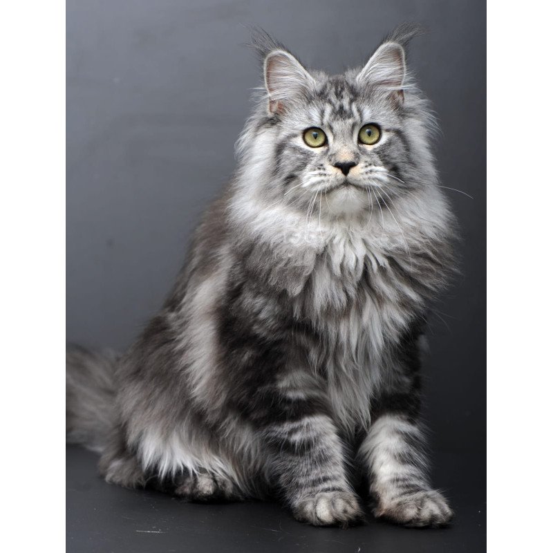 Maine Coon AP Linda