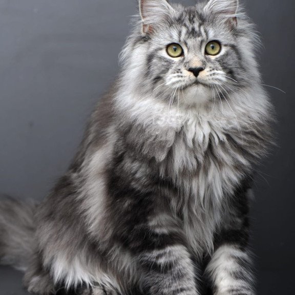 Maine Coon AP Linda