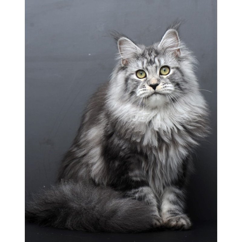 Maine Coon AP Linda