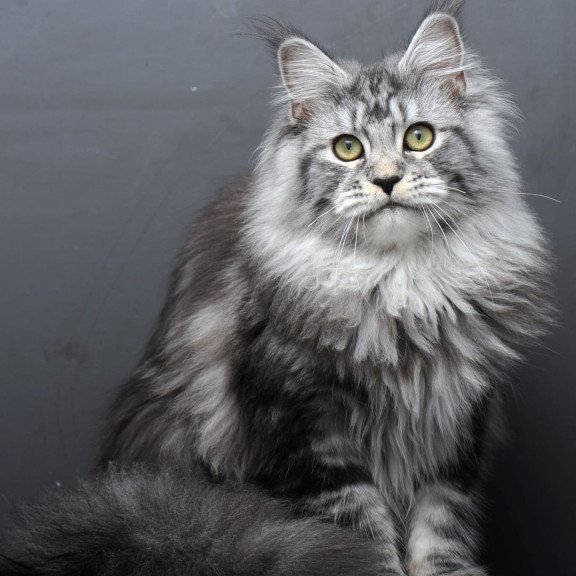 Maine Coon AP Linda