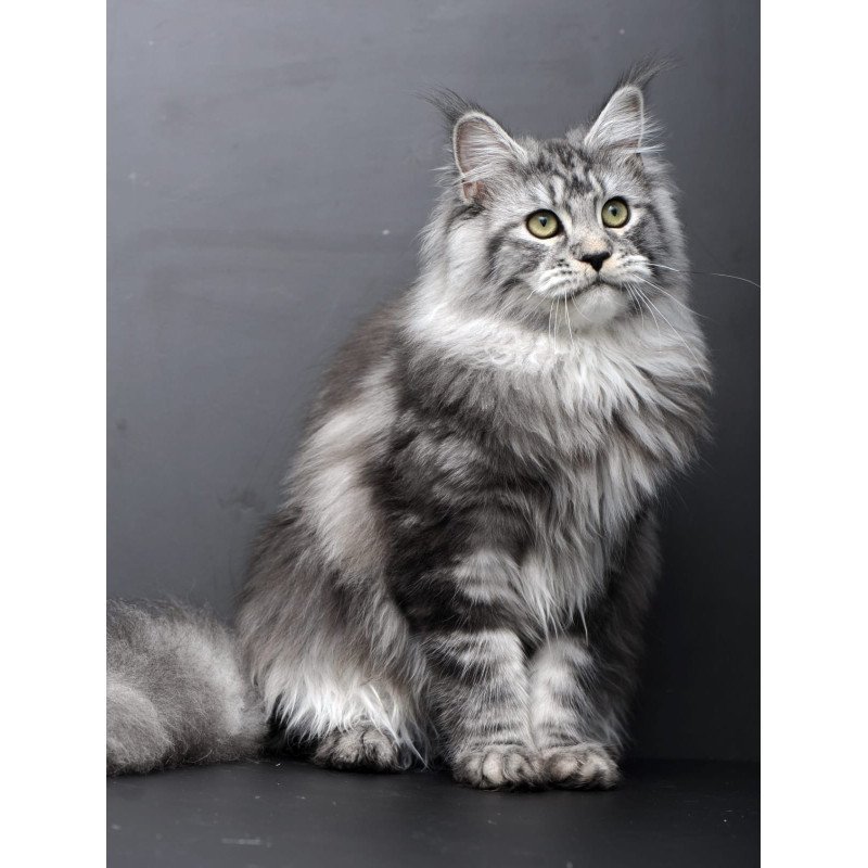 Maine Coon AP Linda