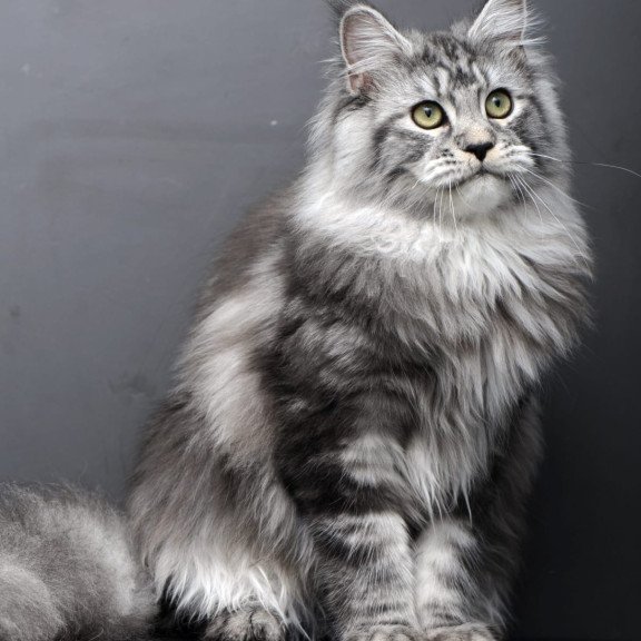 Maine Coon AP Linda