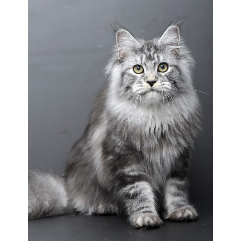 Maine Coon AP Linda