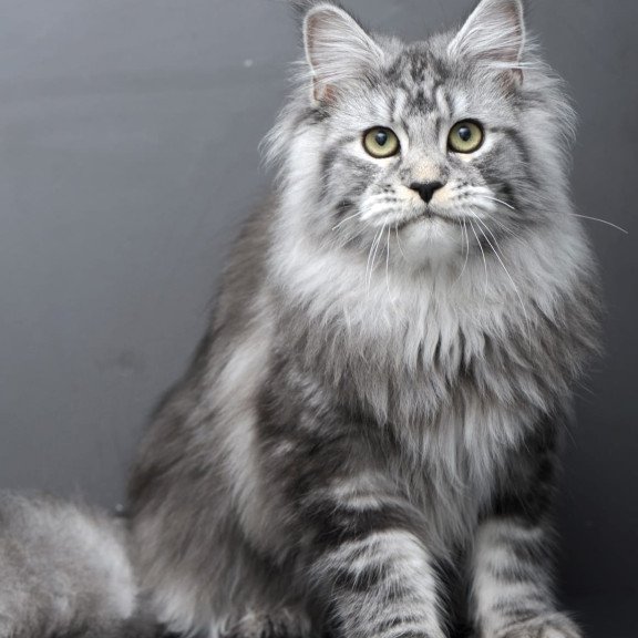 Maine Coon AP Linda