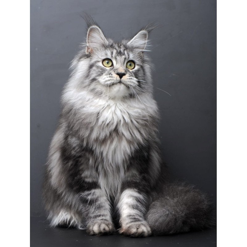 Maine Coon AP Linda