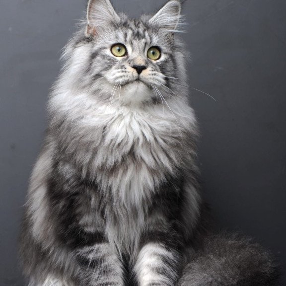 Maine Coon AP Linda