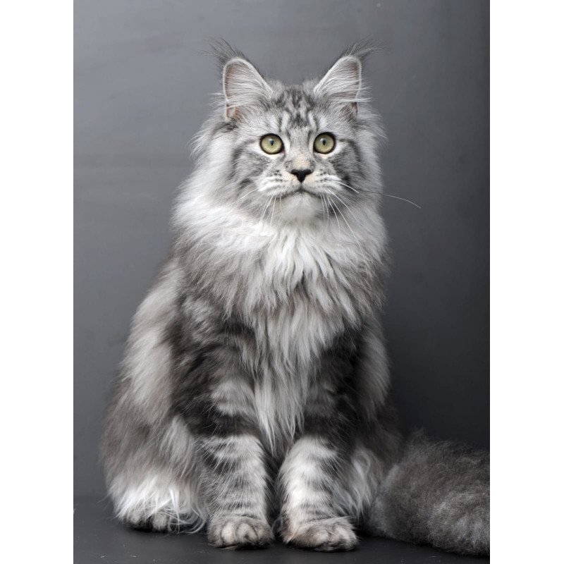 Maine Coon AP Linda