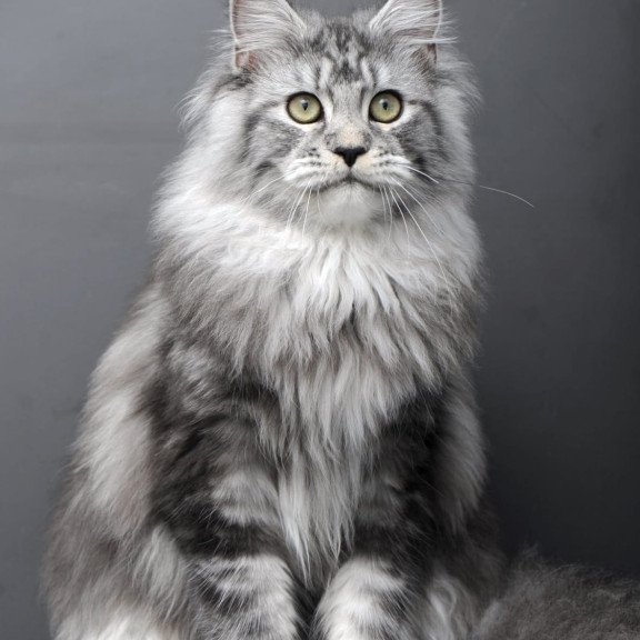 Maine Coon AP Linda