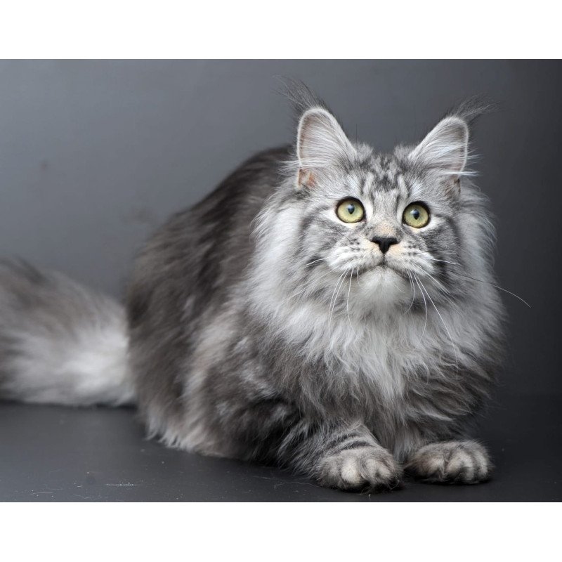 Maine Coon AP Linda