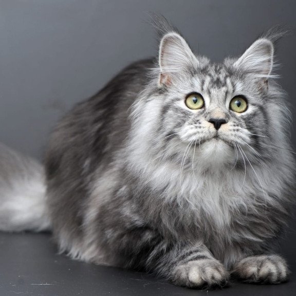 Maine Coon AP Linda