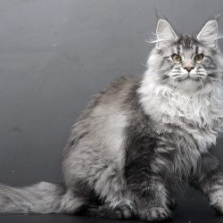 Maine Coon AP Oly