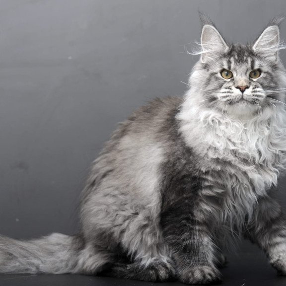 Maine Coon AP Oly