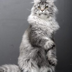 Maine Coon AP Oly
