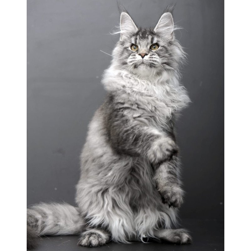 Maine Coon AP Oly