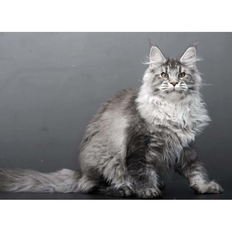 Maine Coon AP Oly