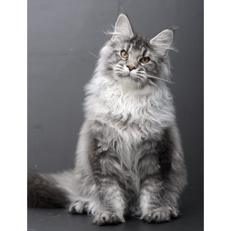 Maine Coon AP Oly