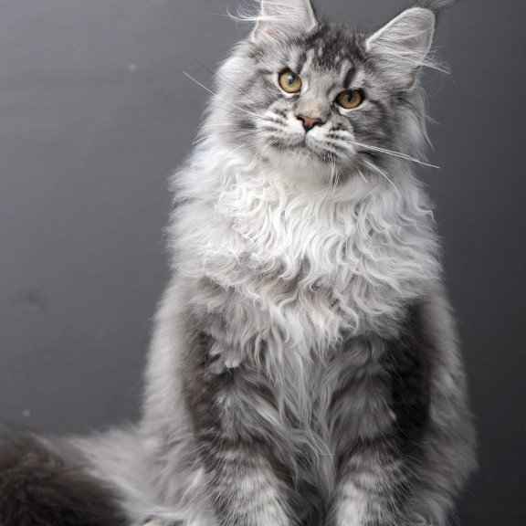 Maine Coon AP Oly