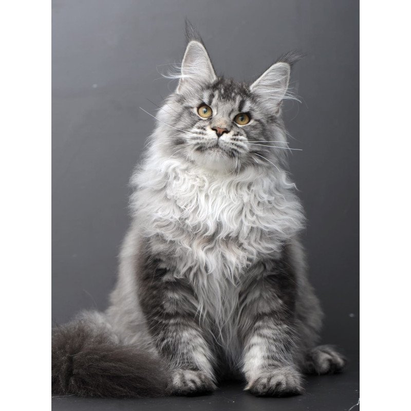 Maine Coon AP Oly