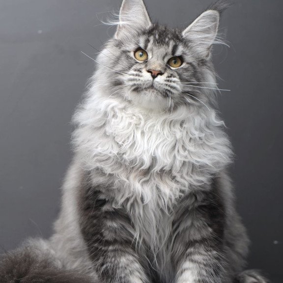 Maine Coon AP Oly