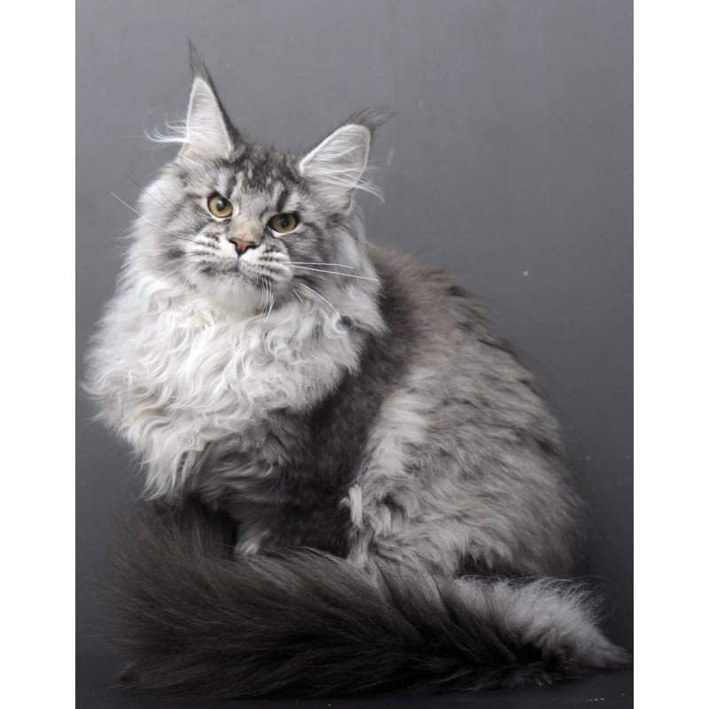 Maine Coon AP Oly