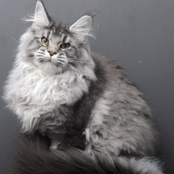 Maine Coon AP Oly