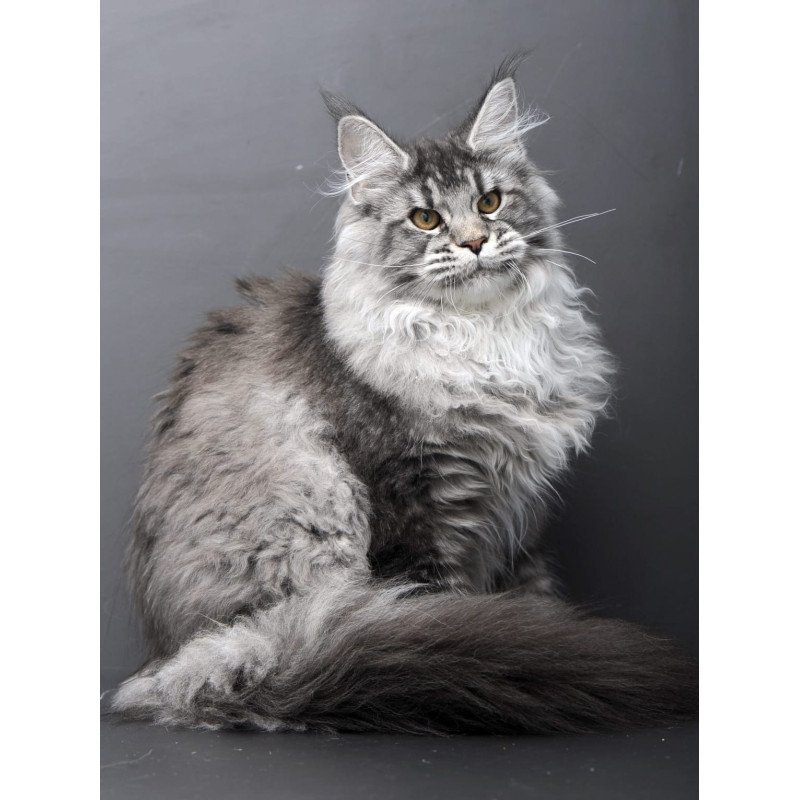 Maine Coon AP Oly