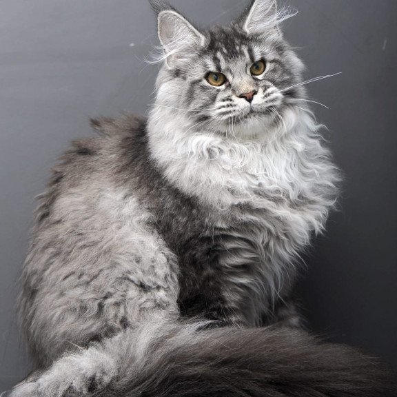 Maine Coon AP Oly