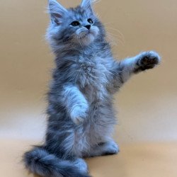 Maine Coon Evan