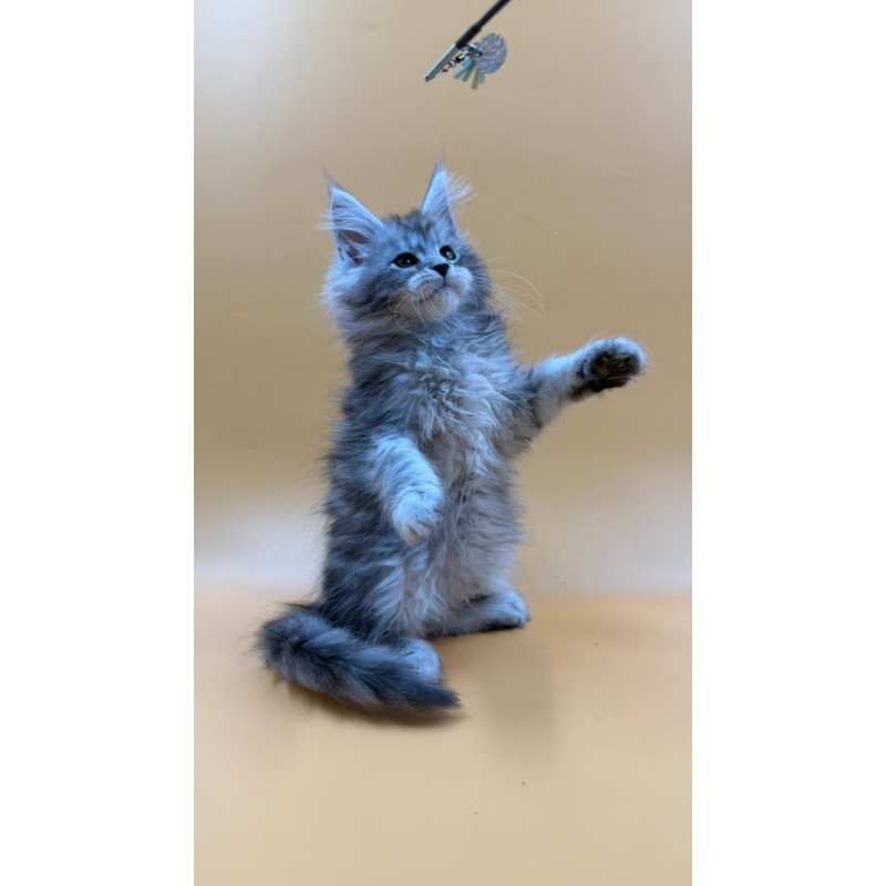 Maine Coon Evan