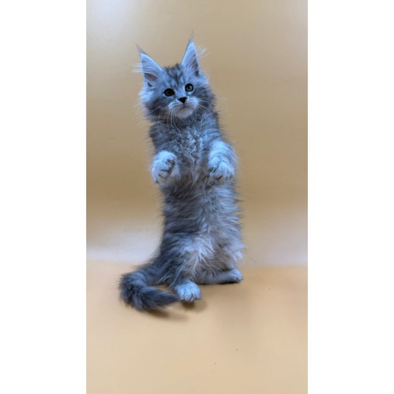 Maine Coon Evan