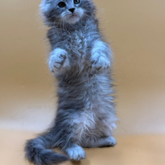 Maine Coon Evan
