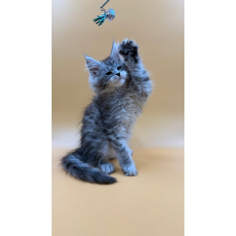 Maine Coon Evan