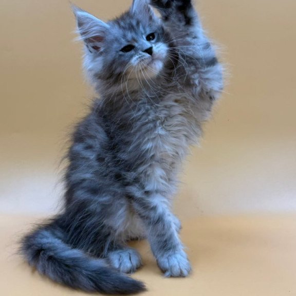 Maine Coon Evan