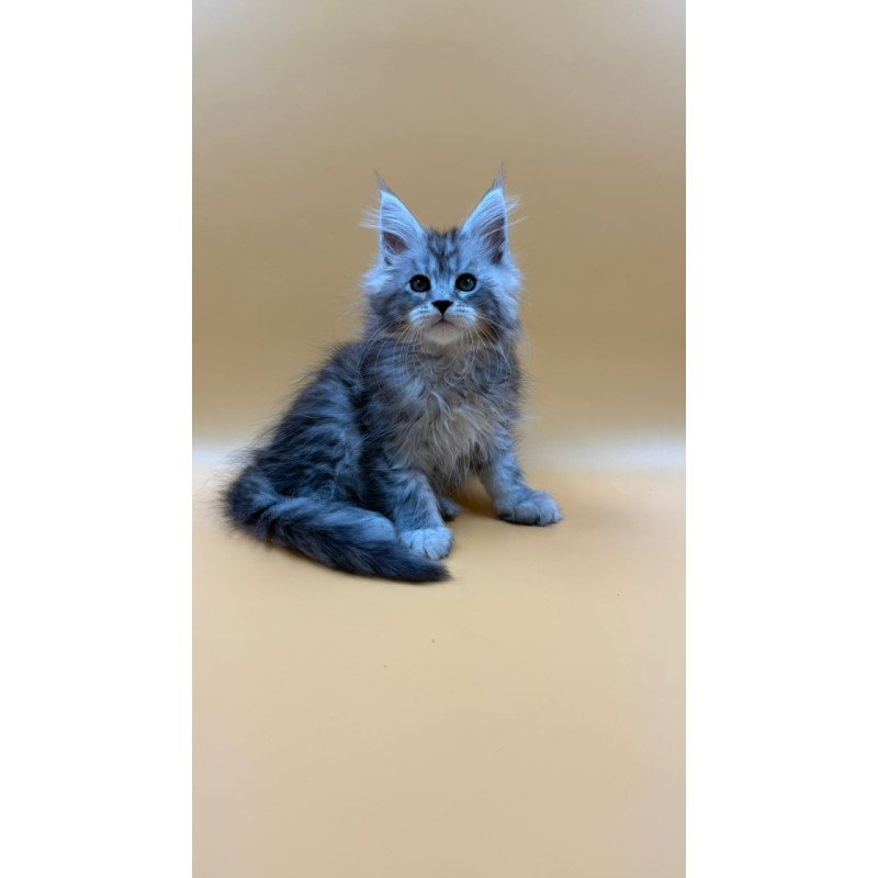 Maine Coon Evan