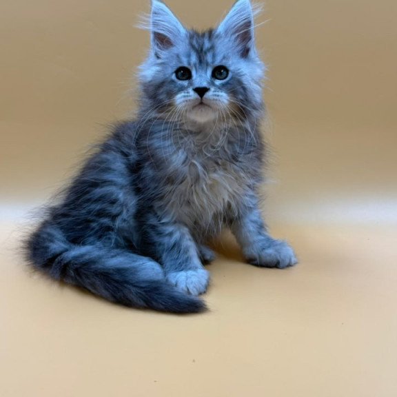Maine Coon Evan