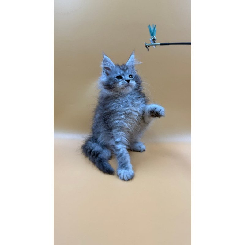 Maine Coon Evan