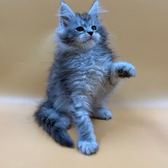 Maine Coon Evan