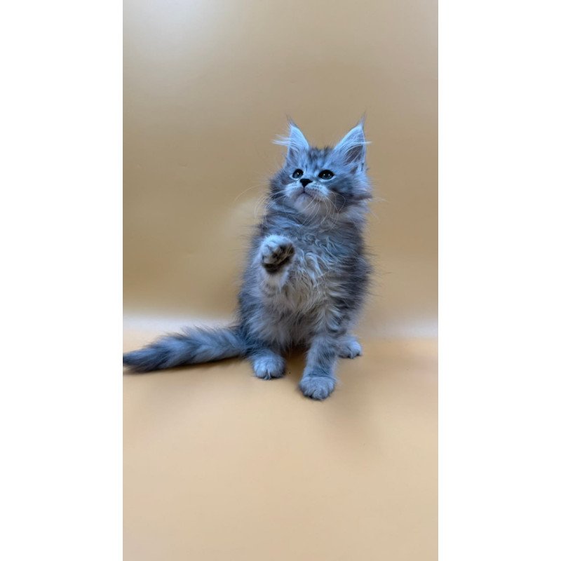 Maine Coon Evan