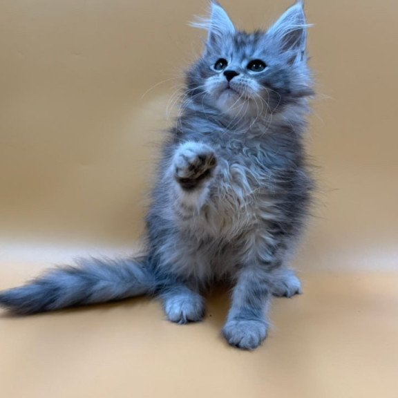 Maine Coon Evan
