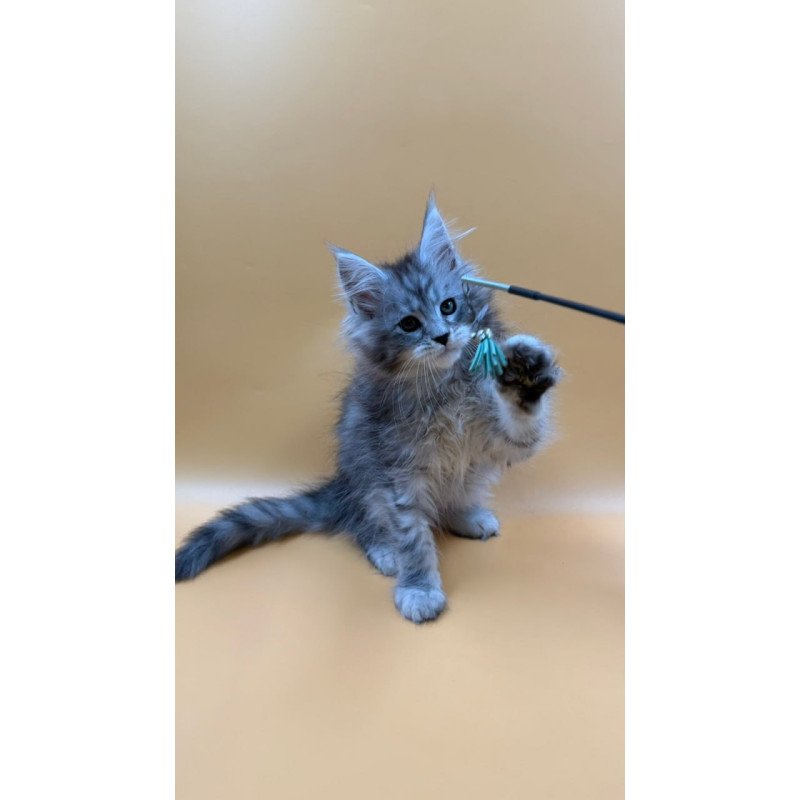 Maine Coon Evan