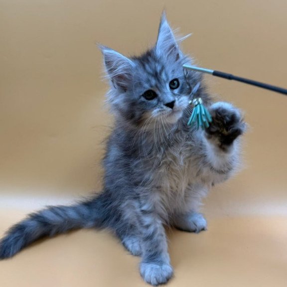 Maine Coon Evan