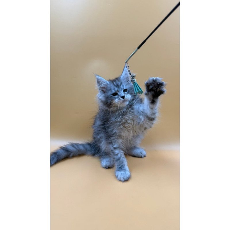Maine Coon Evan