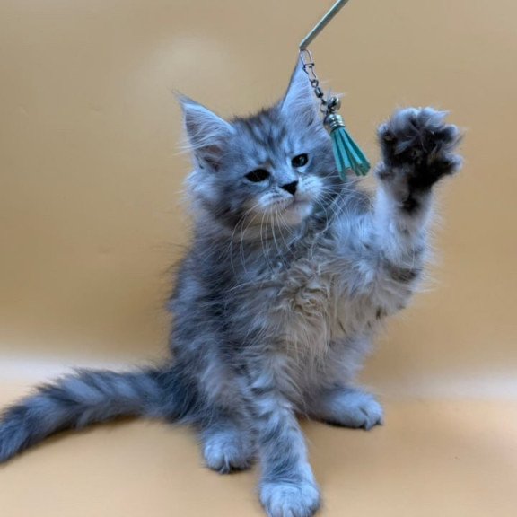 Maine Coon Evan