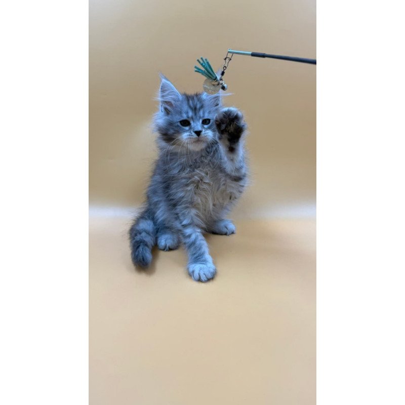 Maine Coon Evan