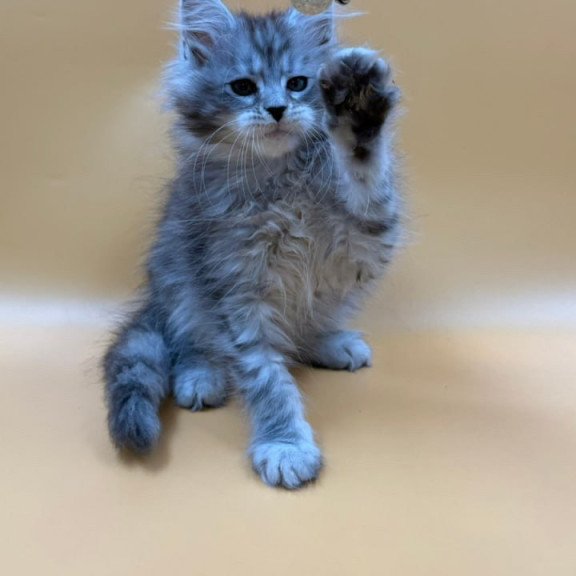 Maine Coon Evan