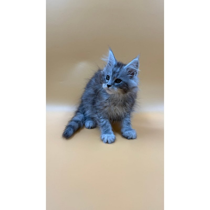 Maine Coon Evan