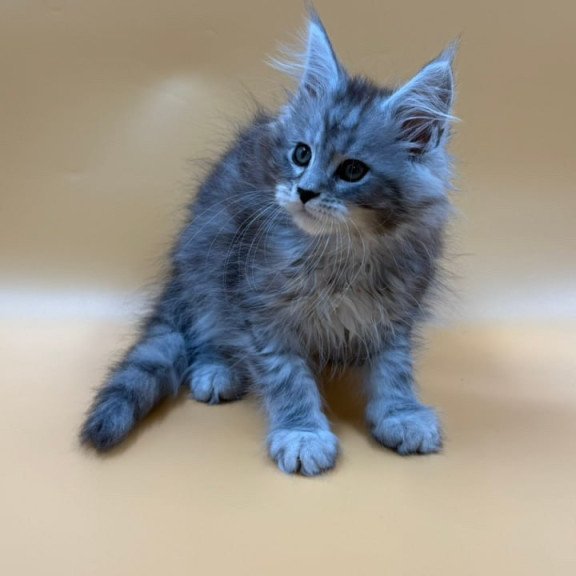 Maine Coon Evan